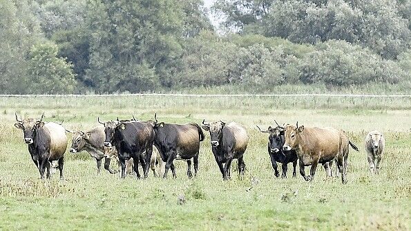 Heckrinder leben weitgehend wild auf Weiden in Nüttermoor. Foto: Ortgies
