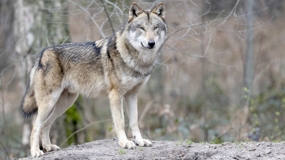 Die aktuelle Liste zu Nutztierschäden gibt Aufschluss über den Weg des Wolfes, der im Landkreis Aurich zahlreiche Schafe gerissen hat. Symbolfoto: DPA