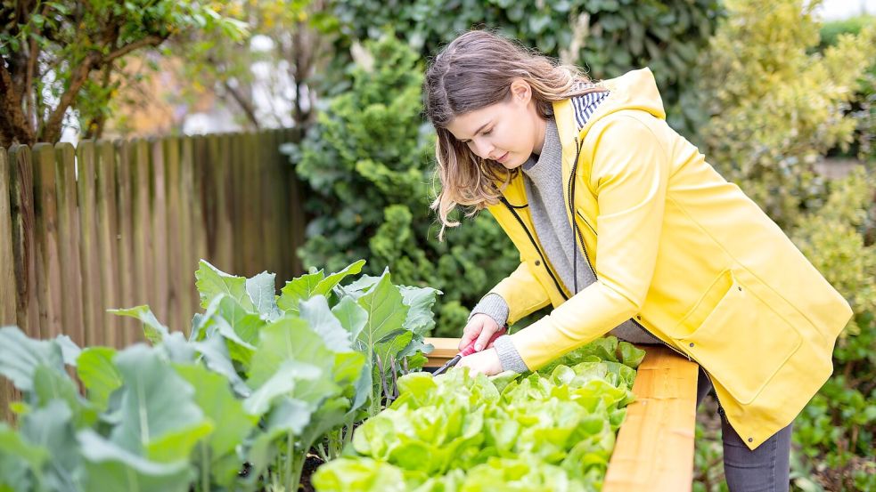 Hochbeete sind eine gute Möglichkeit, als Mieter eigenes Gemüse und Salat zu ernten. Foto: stock.adobe.com/Wellnhofer Designs