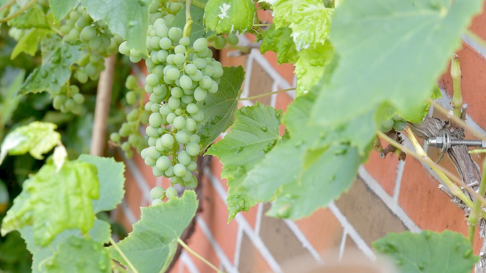An der Terrasse kann man zum Beispiel Wein emporranken lassen. Dann kann man Weintrauben naschen. Foto: Ortgies