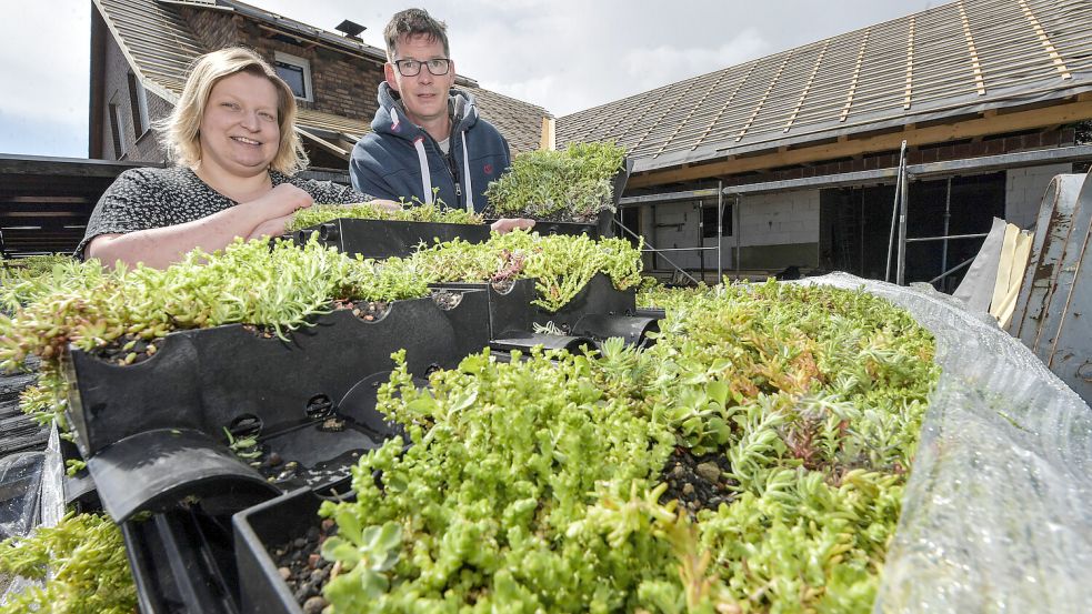 Mittlerweile sind die Sedum-Pflanzen auf dem Dach: Carsten und Wenke Konen haben sich in Lammertsfehn für ein grünes Dach entschieden. Foto: Ortgies