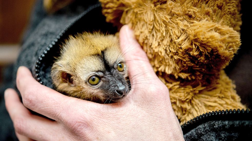 Der Rotstirnmaki "Floki" wurde im Jaderpark von einer Tierpflegerin aufgezogen. Foto: Hauke-Christian Dittrich/dpa