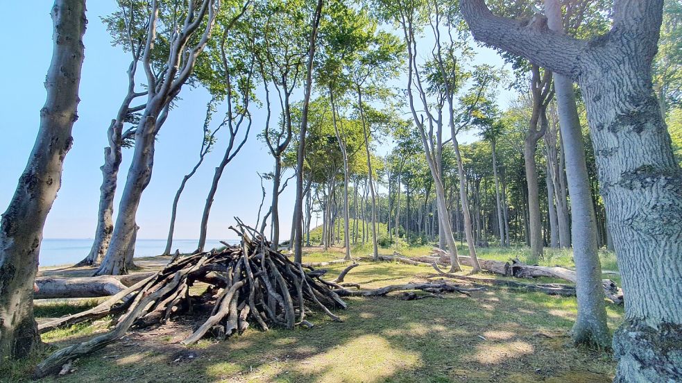 Der Gespensterwald des Ostseebades Nienhagen grenzt direkt an die Ostsee und lädt zu einem Spaziergang ein. Foto: Dörte Rahming