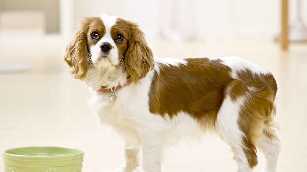 Vor allem das Hundefutter ist schlecht für die Klimabilanz eines Hundes. Foto: Imago Images/Design Pics/Jonathan Ross