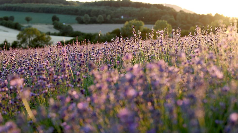 Nicht die Provence, sondern Höxter. Dort steht ein Lavendelfeld in voller Blüte. Foto: ©Taoasis GmbH