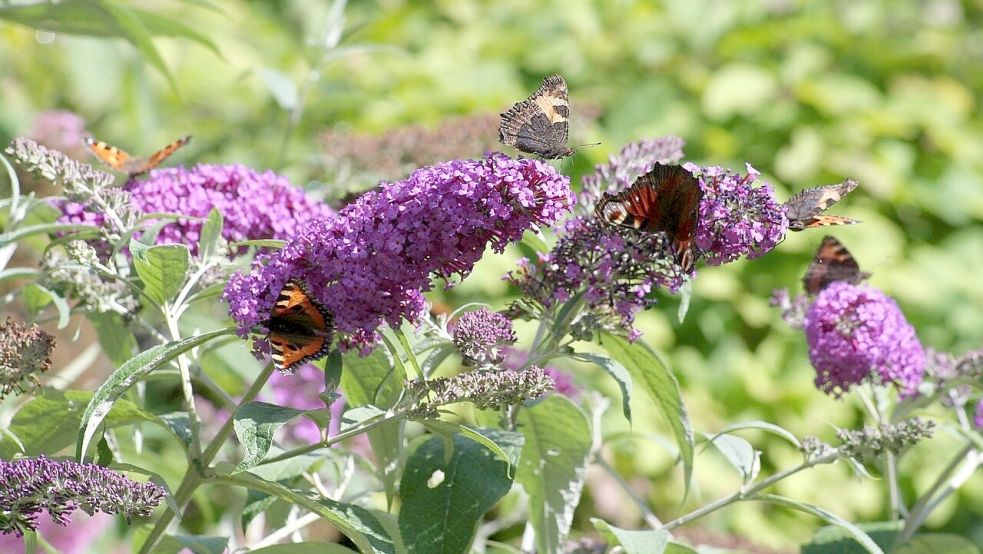 Lockt Falter von weither an: der Schmetterlingsstrauch (Buddleia davidii). Foto: pixabay