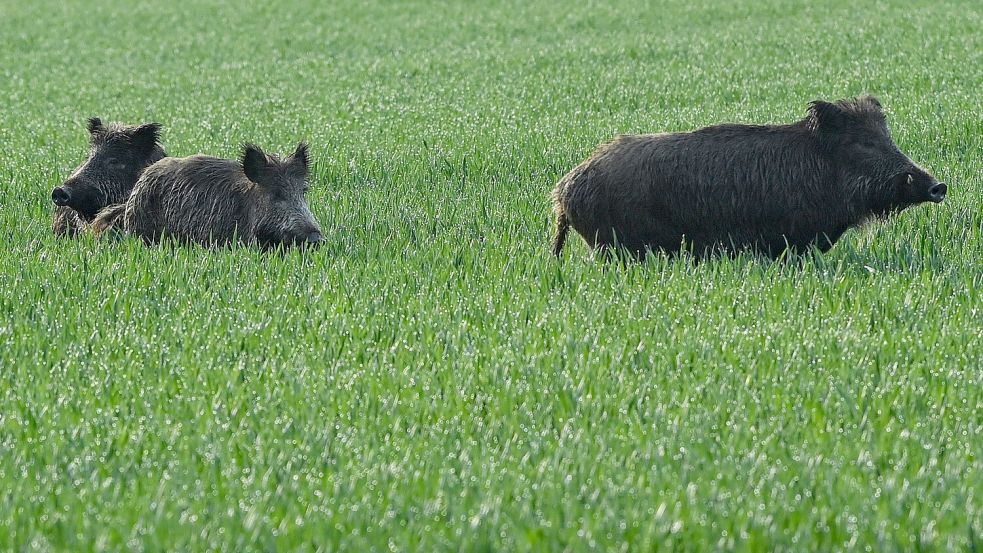 Drei Wildschweine stehen am frühen Morgen am Rande von Treplin in Brandenburg. Foto: Patrick/dpa