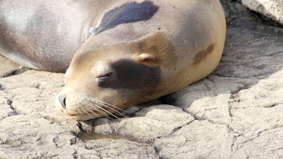 Auf der unbewohnten russischen Insel Tjuleni haben Umweltschützer eine bestürzende Entdeckung gemacht: Der Strand war gesäumt von toten Pelzrobben. Foto: IMAGO IMAGES/Panthermedia