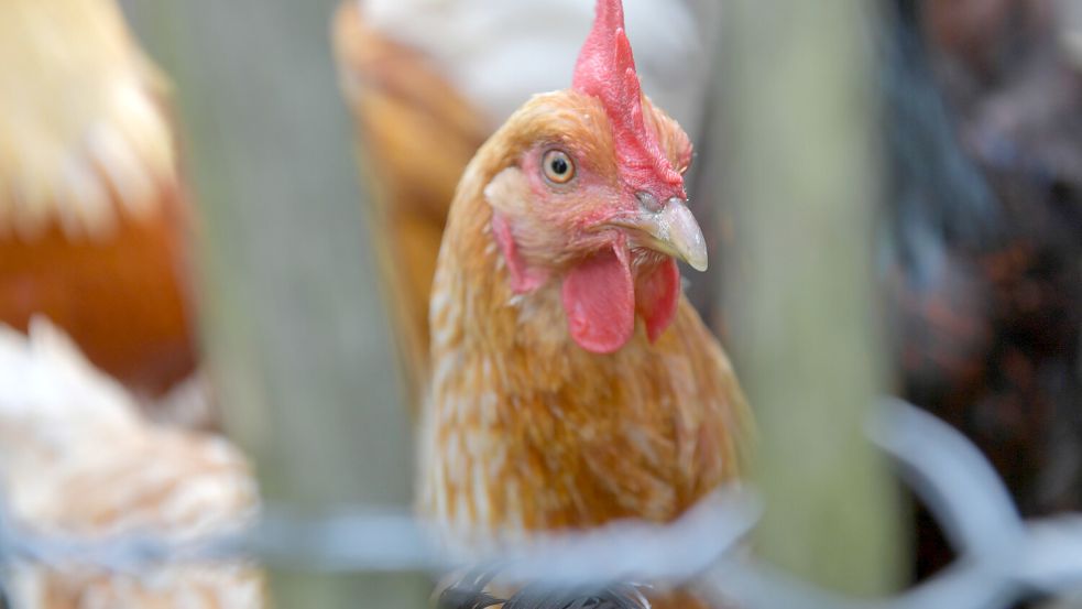 Die Hühner warten darauf, im Garten freigelassen zu werden. Foto: Ortgies