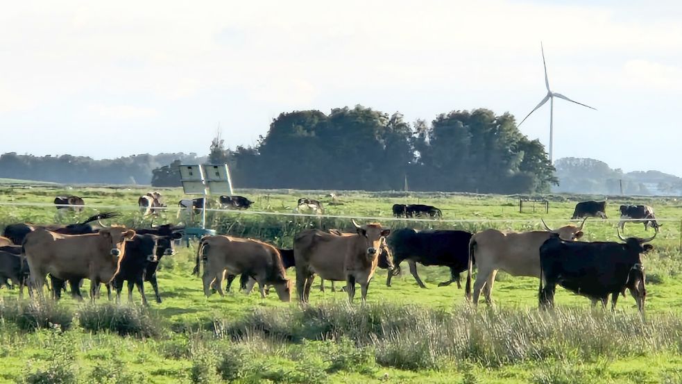 Der Nabu will mehr Zeit, um die Herden der Koniks und Heckrinder in Nüttermoor und hier in Coldam aufzulösen. Foto: Gettkowski