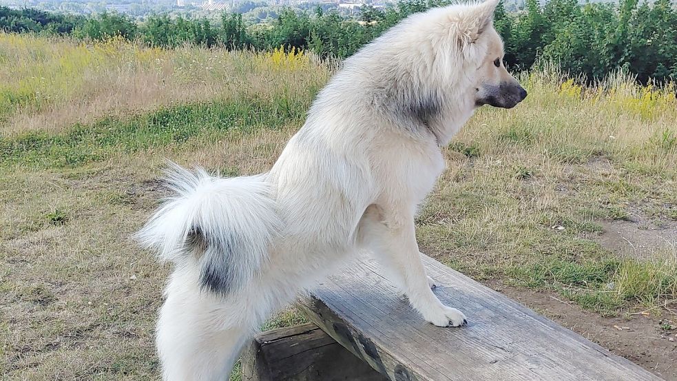 Hund Bobo ist im Urlaub natürlich auch immer mit dabei. Foto: privat