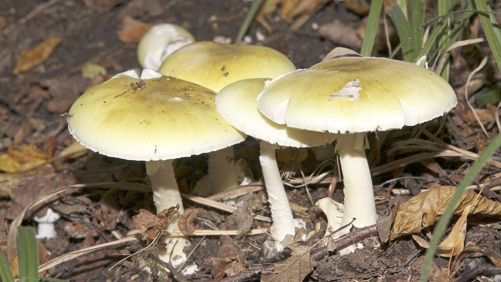 Knollenblätterpilze werden häufig mit Champignons verwechselt. Foto: imago/CHROMORANGE