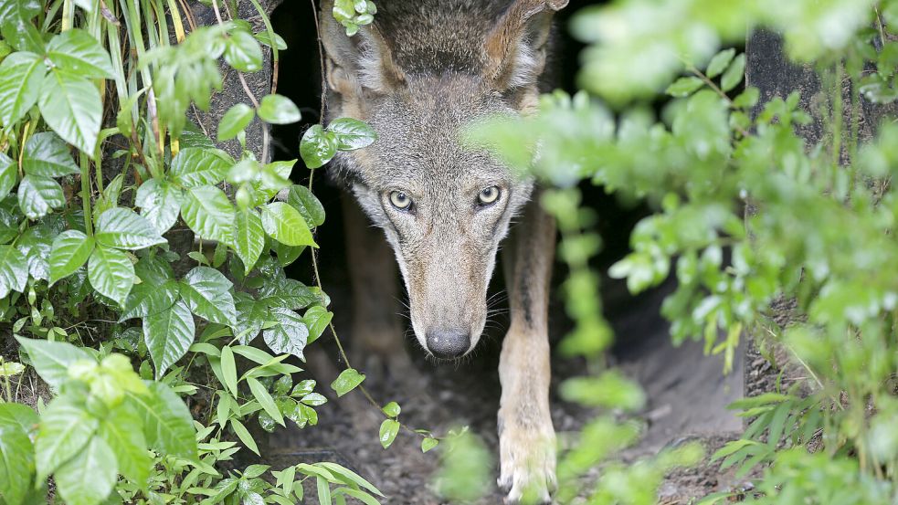 War es ein Hund oder ein Wolf, der die Tiere von Katharina Jaeckel verletzt hat? Foto: AP Photo/Gerry Broome