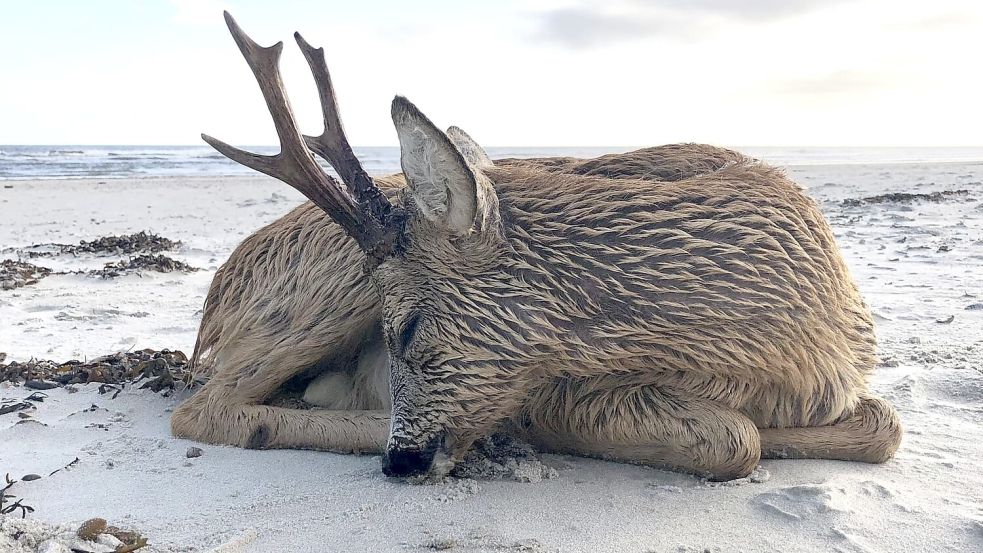 Ein Rehbock ist nach einem Hundeangriff auf Juist gestorben. Foto: Rettungsschwimmer Juist