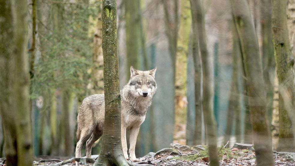 Können die Wolfsbestände reguliert werden? Ein Rechtsgutachten im Auftrag der FDP-Bundestagsfraktion hält das für möglich. Foto: Klaus-Dietmar Gabbert