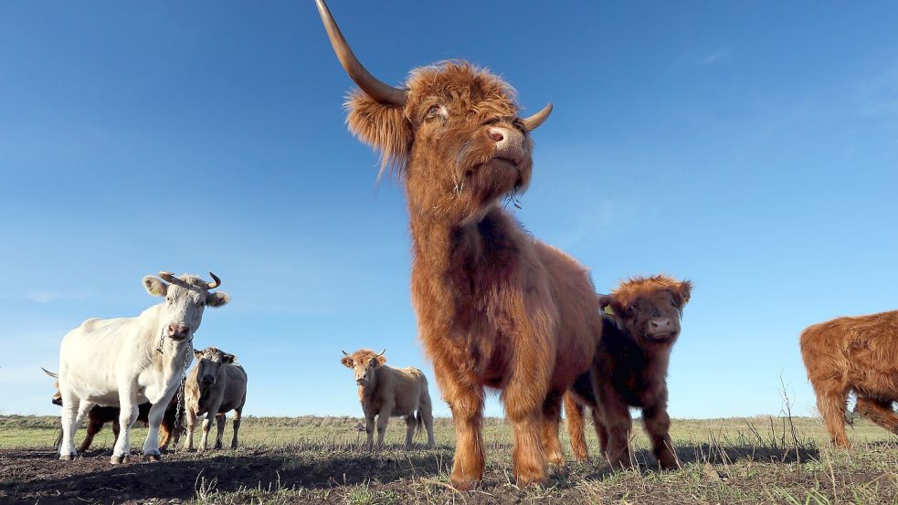 Eine Herde Galloway-Rinder steht auf der Weide. Im Landkreis Göttingen macht eine Herde derzeit den Behörden zu schaffen. Foto: imago images/Frank Sorge