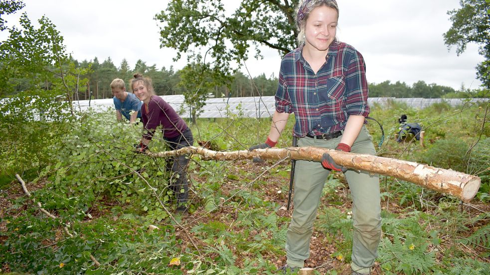 Gemeinsam geht es besser (von rechts): Linda, Pauline und Randi entfernen einen jungen Baum, der Platz machen muss für Heideflächen. Fotos: Hochmann