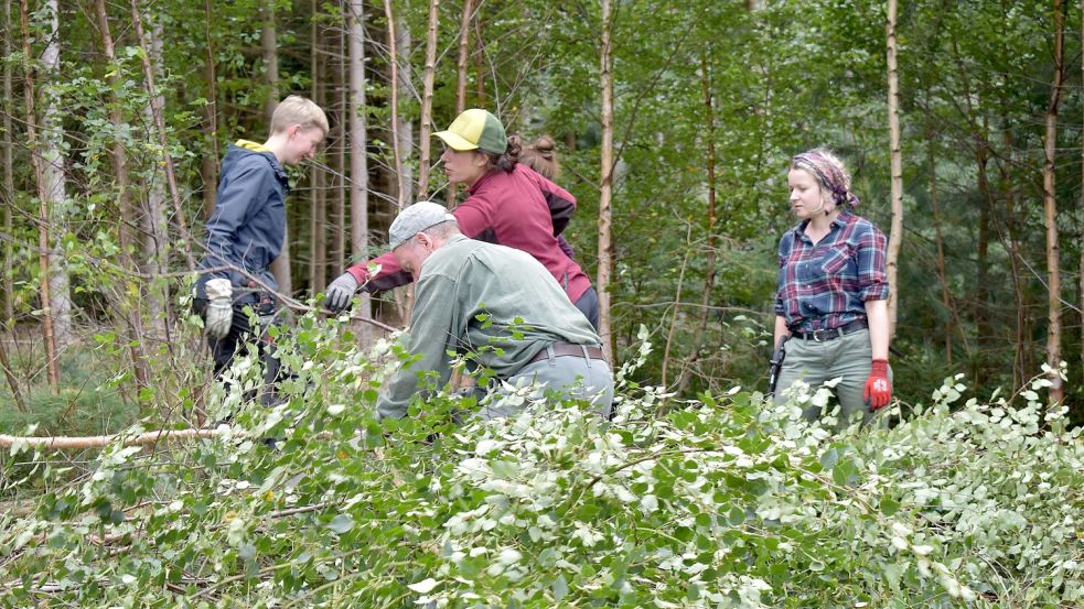 Das Entkusseln einer früheren Heidefläche im Collrunger Forst war Bestandteil des Bergwald-Projektes in Ostfriesland. Eine Woche lang waren die ehrenamtlichen Helfer im Einsatz.