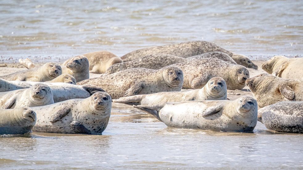 Seehunde fühlen sich im Wattenmeer offenbar pudelwohl. Foto: Sina Schuldt/dpa