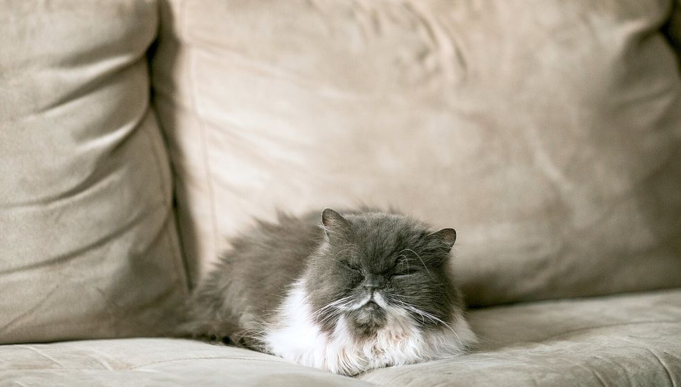 Viele Katzen suchen ein Plätzchen auf dem Sofa. Foto: Pixabay