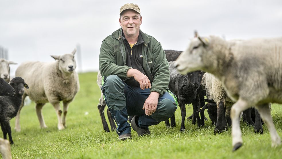 Dennis Bonsemeyer hat als Deichschäfer rund 500 Muttertiere in seiner Herde. In dieser Woche wurde ein Schaf wohl von einem Hund direkt am Deich getötet. Foto: Ortgies/Archiv