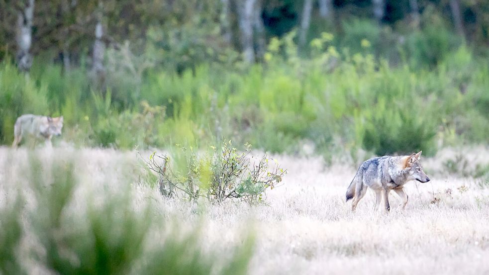 Zwei Wölfe streifen in der Döberitzer Heide (Brandenburg) durch das Gras. Foto: König-Jablonski/dpa