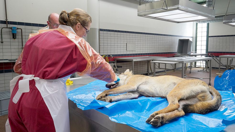 Ein Pathologe der DWHC (Veterinärmedizinische Fakultät der Universität Utrecht) hat vor einigen Wochen eine Probe an den Zähnen des toten Wolfes genommen. Foto: Boontje/Universität Utrecht