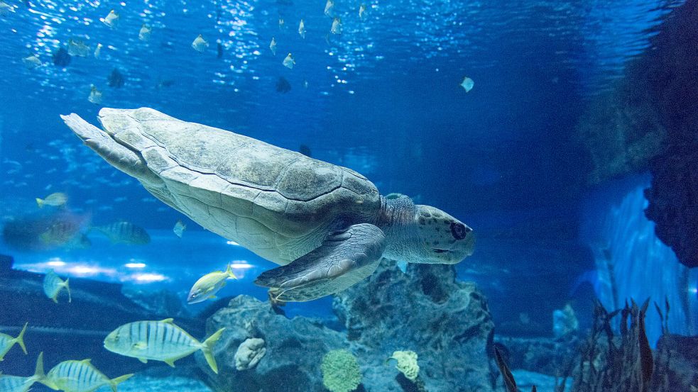Lederschildkröten können bis zu 700 Kilogramm schwer werden. Foto: imago images/Imaginechina-Tuchong