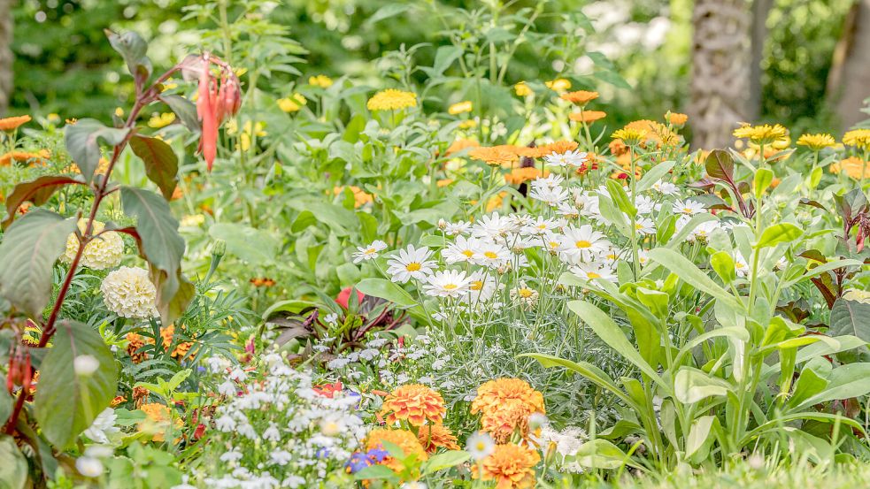 Herbststauden blühen in den Monaten August bis Oktober. Foto: IMAGO IMAGES / Zoonar