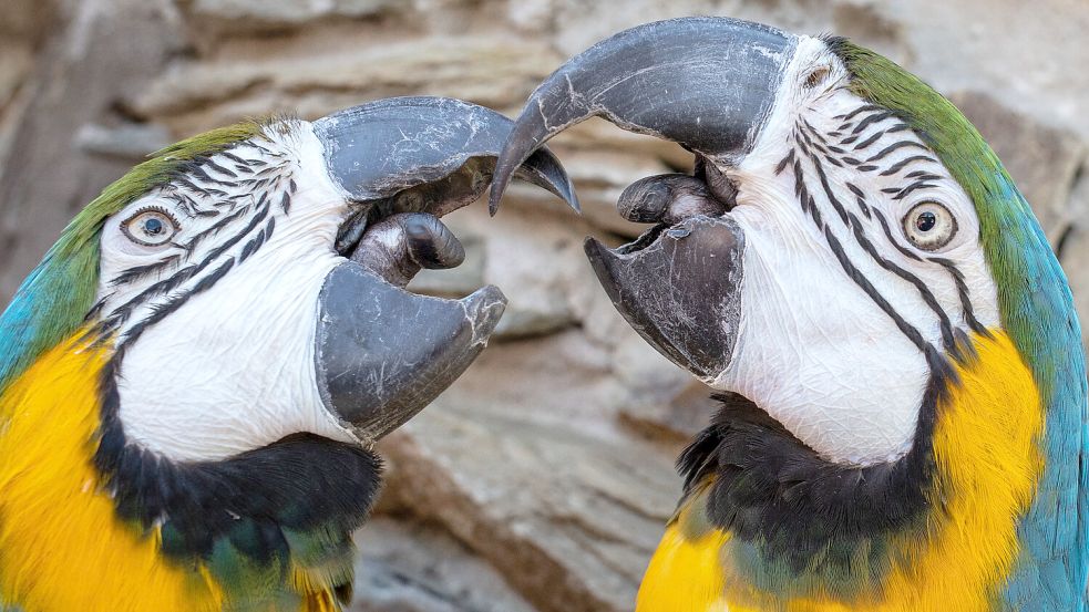 Papageien – hier zwei Aras – gelten als besonders intelligent. Foto: Rumpenhorst/dpa