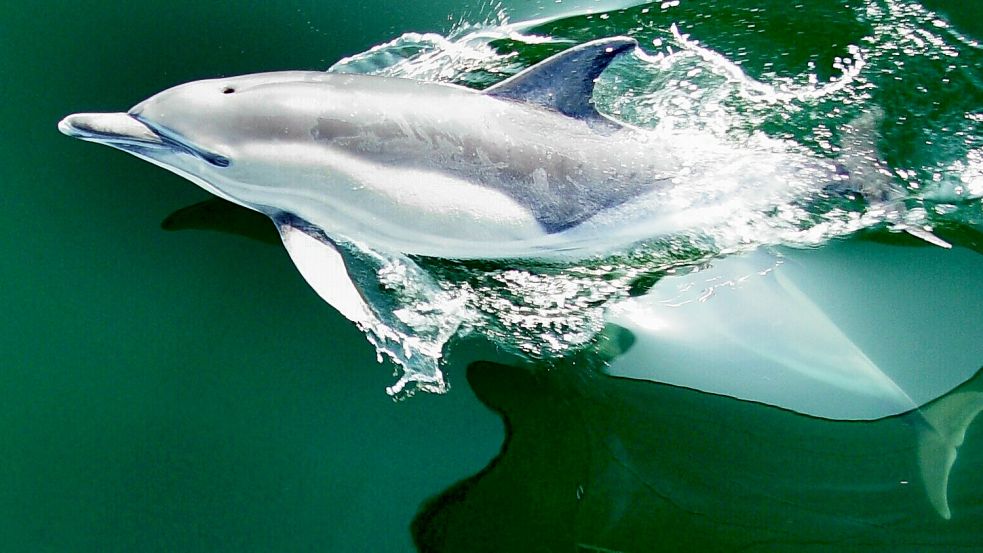 Dieser Delfin wurde 2007 zwischen dem Darß und Hiddensee von der Bundespolizei See fotografiert. Seitdem gab es mehrere Delfine in der Ostsee. Foto: dpa/Bundespolizei See