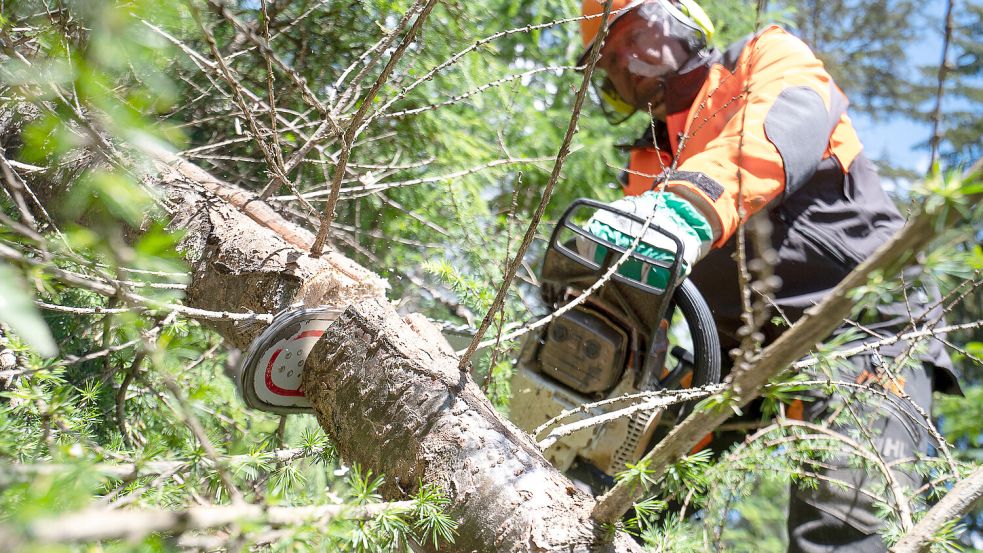 Der Waldumbau ist eine kostenintensive Angelegenheit. Doch die Gelder werden ab 2024 gekürzt. Foto: Sebastian Gollnow