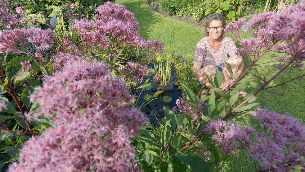 Dass die Stauden so gut angewachsen sind wie dieses Eupatorium liegt daran, dass ausgewachsene Pflanzen in großen Töpfen umgezogen sind, glaubt Ulrike Koska. Foto: Ortgies