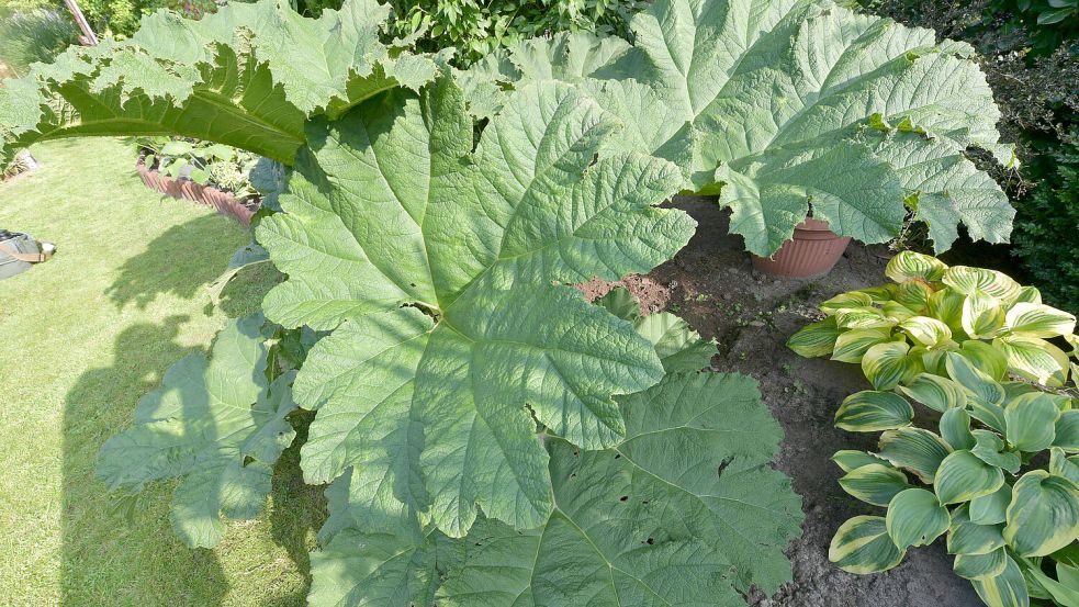 Ein kleiner Garten, trotzdem wächst dort eine imposante Gunnera. Foto: Ortgies