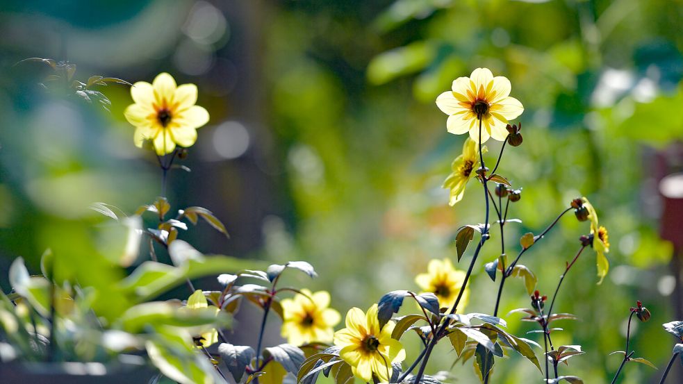 Im Spätsommer trumpfen die Dahlien auf. Foto: Ortgies