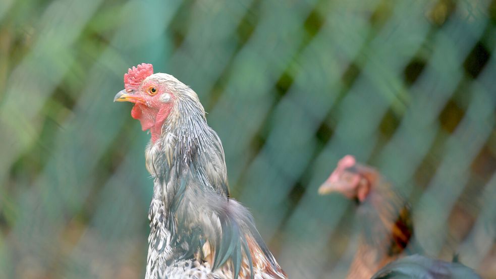 Hühner können mitunter ein Eigenleben führen. Foto: Archiv