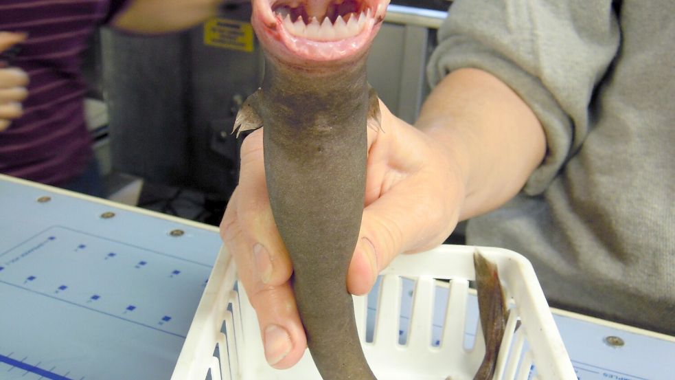 Für ihre Größe haben Zigarrenhaie erstaunlich große Beutetiere. In Australien brachten sie Segler in Bedrängnis. Foto: NOAA Photo Library