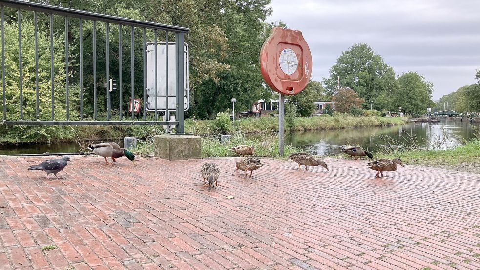 Die Fütterungsstelle nahe der Kesselschleuse: Ob die Tiere da gerade Brot oder Vogelfutter aufpicken, ist kaum auszumachen. Zu viel Futter ist es auf jeden Fall. Foto: Schuurman