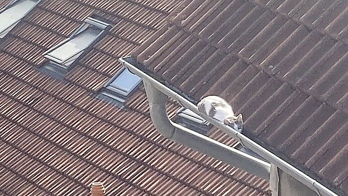 Die Katze saß auf dem Dach fest und konnte nicht mehr nach unten gelangen. Foto: Feuerwehr