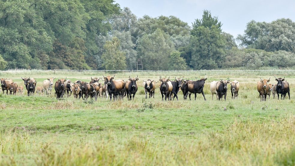Die rund 50 Heckrinder auf der Weide in Nüttermoor blicken einem ungewissen Schicksal entgegen. Der Landkreis will, dass die Herde bis Ende Oktober aufgelöst wird. Das ist nicht zu schaffen, sagt der Nabu. Foto: Ortgies