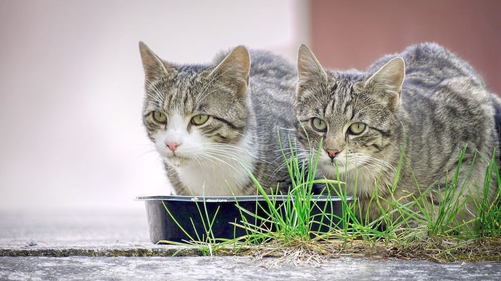 Katzen haben großen Hunger – ein Verein in Moormerland möchte Besitzern mit kleinem Geldbeutel helfen. Foto: Pixabay