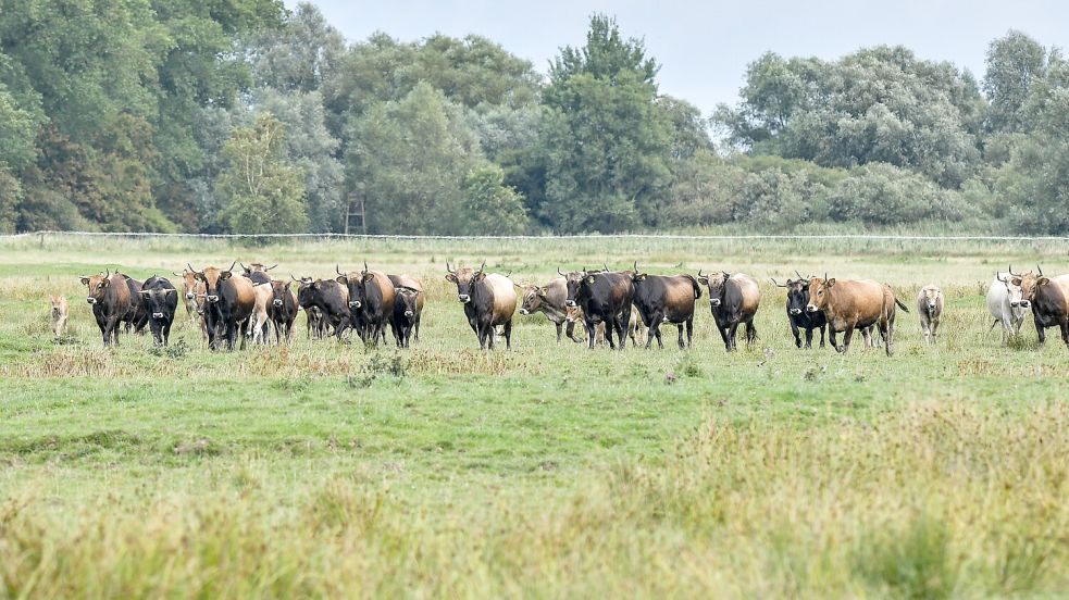 Zwei Blutproben müssen die Heckrinder in Nüttermoor noch über sich ergehen lassen. Erst dann ist ein Verkauf der Tiere möglich. Foto: Ortgies