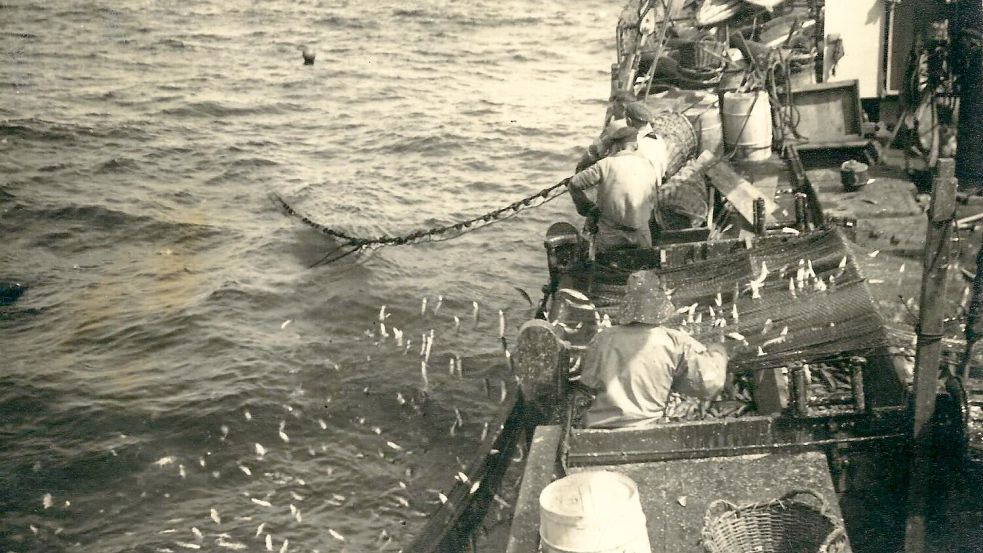Das Einholen eines schweren Fanges war Alltagsarbeit für die Männer an Bord. Je mehr Fische man aus dem Wasser zog, umso höher war der Lohn. Foto: Archiv Trauernicht