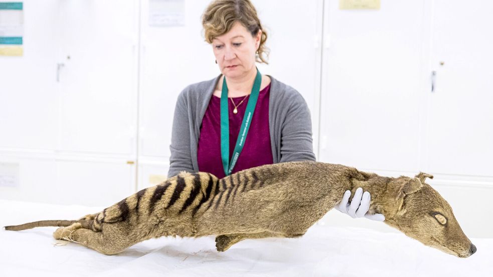 Der Tasmanische Tiger ist 1936 ausgestorben. Forscher arbeiten daran, das Tier wiederzubeleben. Foto: AFP/JONATHAN NACKSTRAND