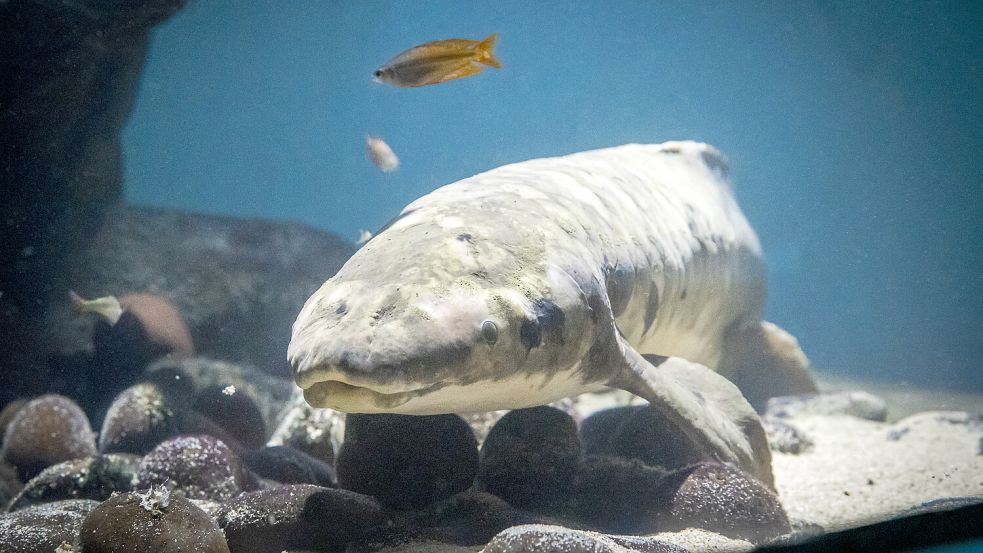 Der australische Lungenfisch Methusalem lebt in einem Aquarium in San Francisco. Foto: Gayle Laird/California Academy of Sciences