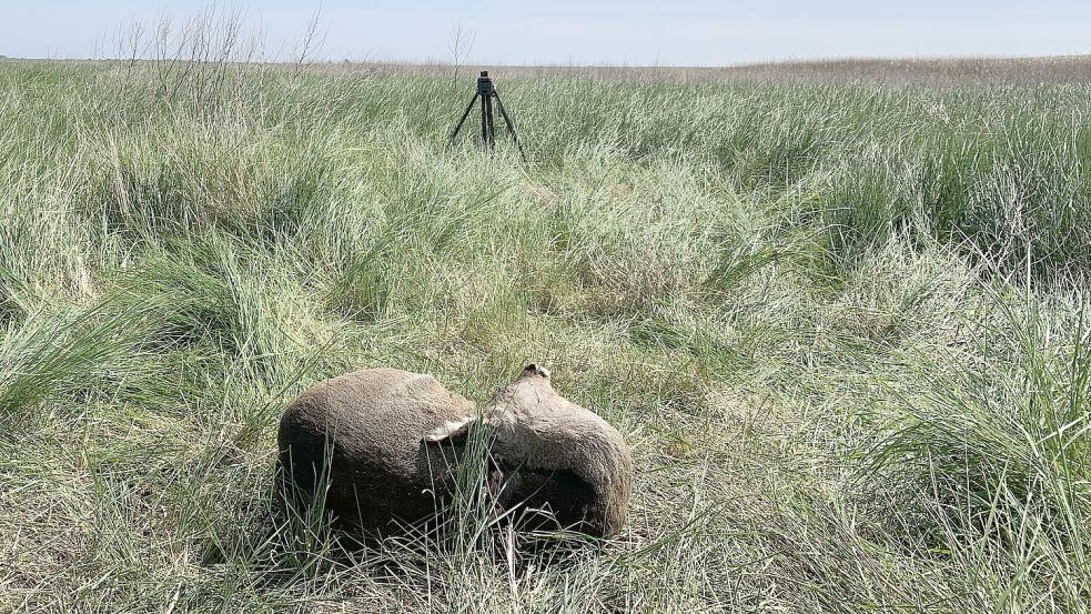 Dieses tote Reh wurde Anfang Juli zu Forschungszwecken in die Leybucht gelegt. Beobachtet wird das Arrangement von einer Kamera mit Bewegungsmelder. Foto: Luca Sofie Jenzen