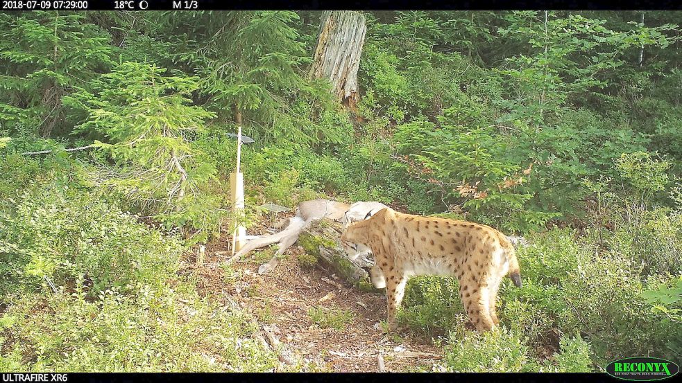 Ein Luchs am toten Rotwild im Nationalpark Bayerischer Wald. Foto: Christian von Hörmann