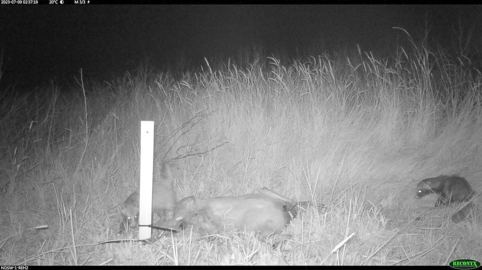 Zwei Marderhunde entdecken den Rehkadaver in der Leybucht. Foto: Nationalparkverwaltung niedersächsisches Wattenmeer