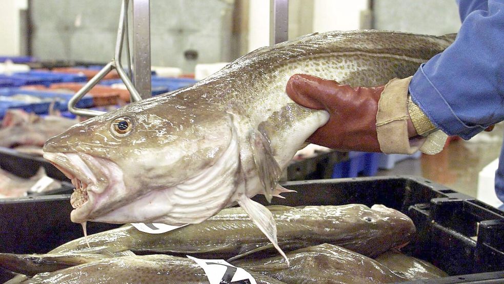 Kabeljau ist ein beliebter Speisefisch. In der Nordsee erholt sich der Bestand nur langsam. Foto: Parsons/PA/epa/dpa
