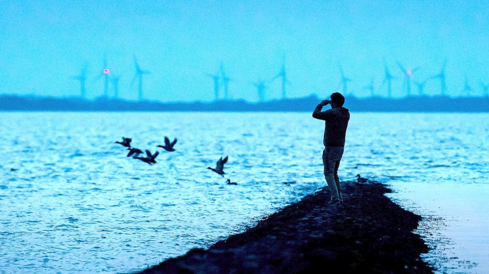 Einige Tierarten in den Nationalparks Wattenmeer sind bedroht. Fotos: Schuldt/dpa/Heimken/lkn/privat